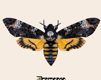 Pinned Death's Head Hawkmoth: mounted Acherontia Atropos Specimen moth for Taxidermy & Art