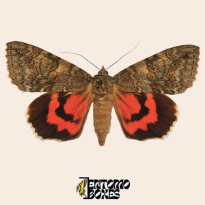 Pode incluir: Uma mariposa com asas anteriores castanhas e manchadas e asas posteriores vermelho-vibrante com faixas pretas. O inseto tem um corpo central e antenas finas. Abaixo, o texto ENTOMO BOXES é exibido com um pequeno ícone de borboleta amarela.
