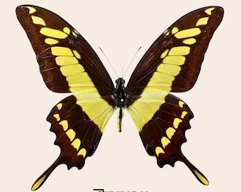 Real King Swallowtail Butterfly (Papilio thoas): Pinned or Unmounted Specimen