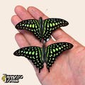 Green Graphium agamemnon real butterfly specimen for entomology taxidermy collection product logo