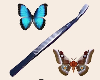 Flat Tip Tweezers for spreading butterflies and moths wings entomology taxidermy