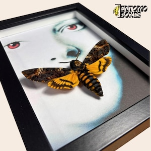 Framed deaths head hawkmoth: Acherontia Atropos in Shadowbox, Silence of the Lambs home Decor