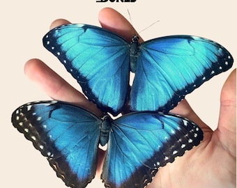 Ejemplares reales de mariposas morfo azules para colección de taxidermia entomológica, encuadernados en papel.