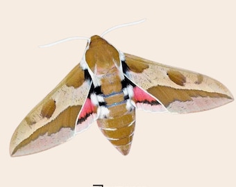 Hyles euphorbiae the spurge hawk-moth unmounted moth specimens for collection entomology taxidermy