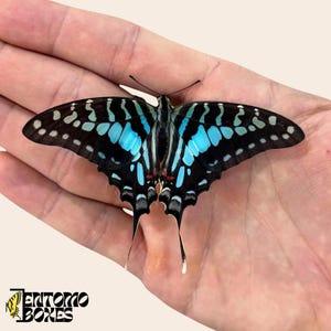 Graphiumpolicens echter trockener Schmetterling für Entomologie-Taxidermie-Sammlung