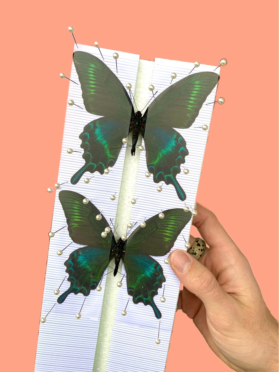 Butterfly Moth Beetle Spreading Mounting Pinning Boards Etsy