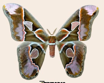 Rothschildia lebeau inca-zijdemot voor verzameling entomologietaxidermie