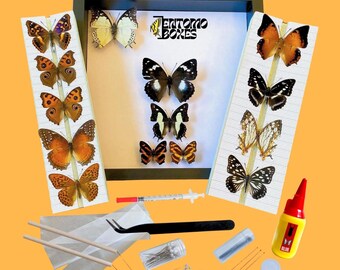 Displayset tropische Aziatische vlindercollectie (pdf-gids inbegrepen)