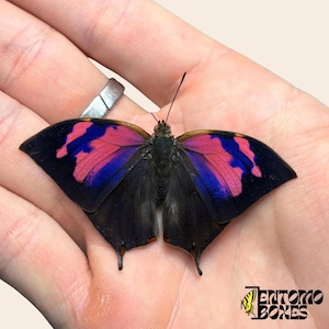 Colorful butterfly Anaea (Fountainea) nessus real dry specimen for entomology taxidermy collection