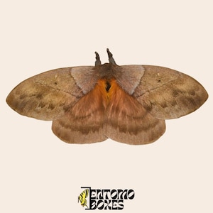 Falena della seta Periphoba Rosacea non montata: esemplare di falena rosa per entomologia e arte
