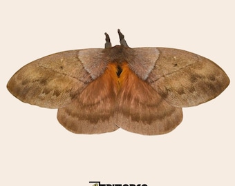 Periphoba Rosacea Unmounted Silkmoth: Pink Rosy Moth Specimen for Entomology and Art