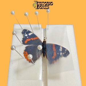 Tablero de montaje de espuma autocurativa para mariposas y polillas.