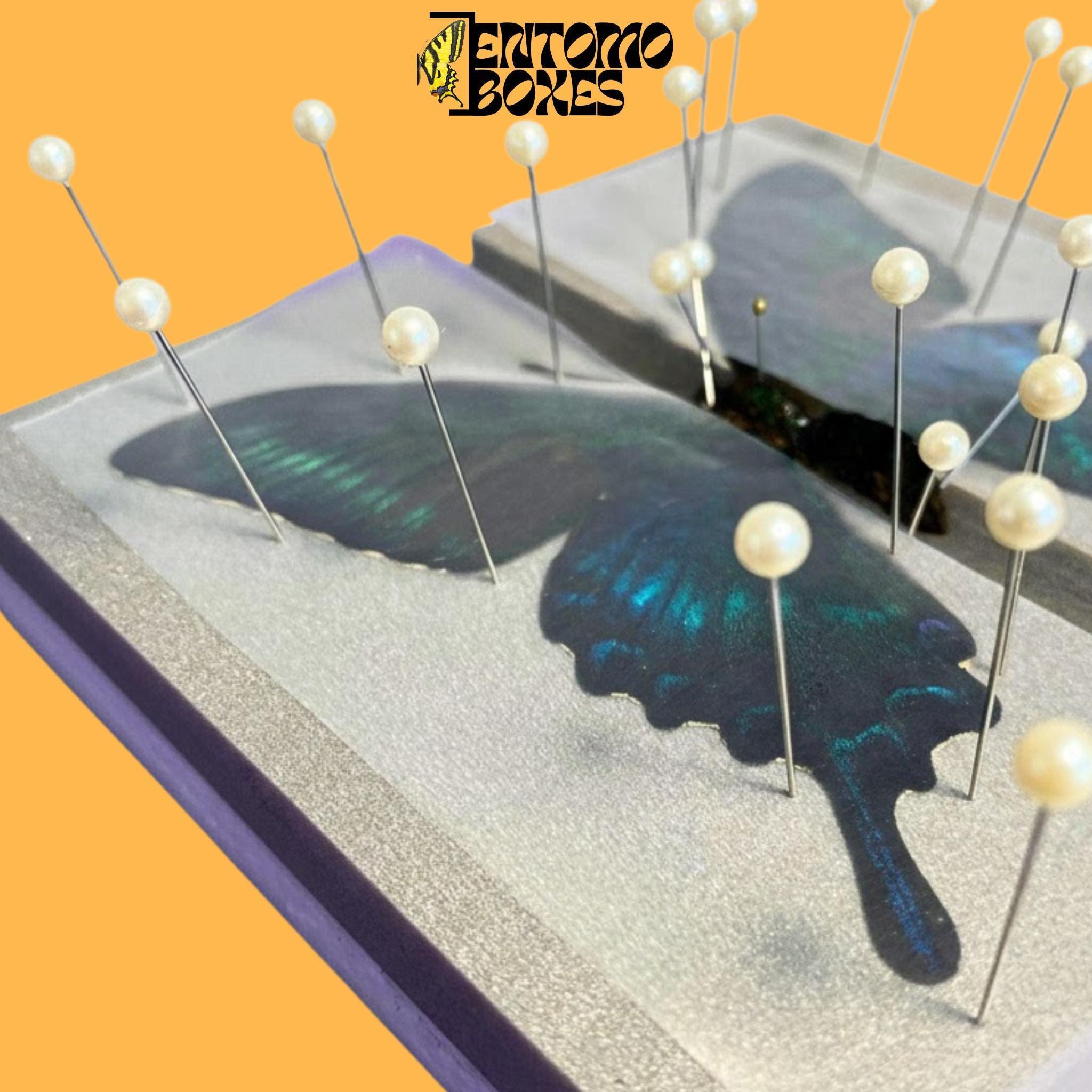 Large Flat Butterfly Pinning Board Butterflies Moths Insects Taxidermy ...