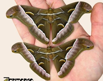 Esemplare autentico di falena tropicale Samia luzonica per tassidermia e collezione entomologica.