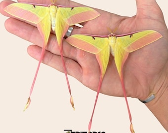 Ejemplar de la polilla luna china Actias dubernardi