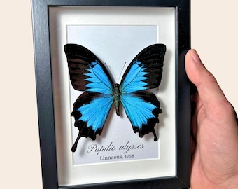 Decorazioni per la casa con farfalle vere incorniciate, arte degli insetti
