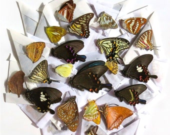 Especímenes secos de mariposas tropicales empapelados para difundir entomología y taxidermia