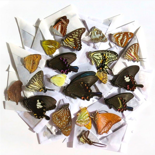 Dry tropical butterflies specimens papered for spreading entomology & taxidermy