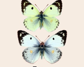 Mariposa Colias hyale disecada (Colias hyale) - Ejemplar para taxidermia entomológica
