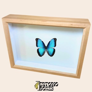 Handgefertigte Insekt Vitrine aus Erle: Luftdichte Entomologie Schattenbox mit Glasdeckel