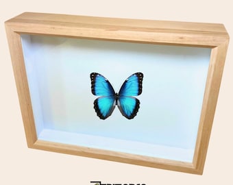 Handmade Alder Insect Display Frame: Airtight Entomology Shadow Box with glass lid