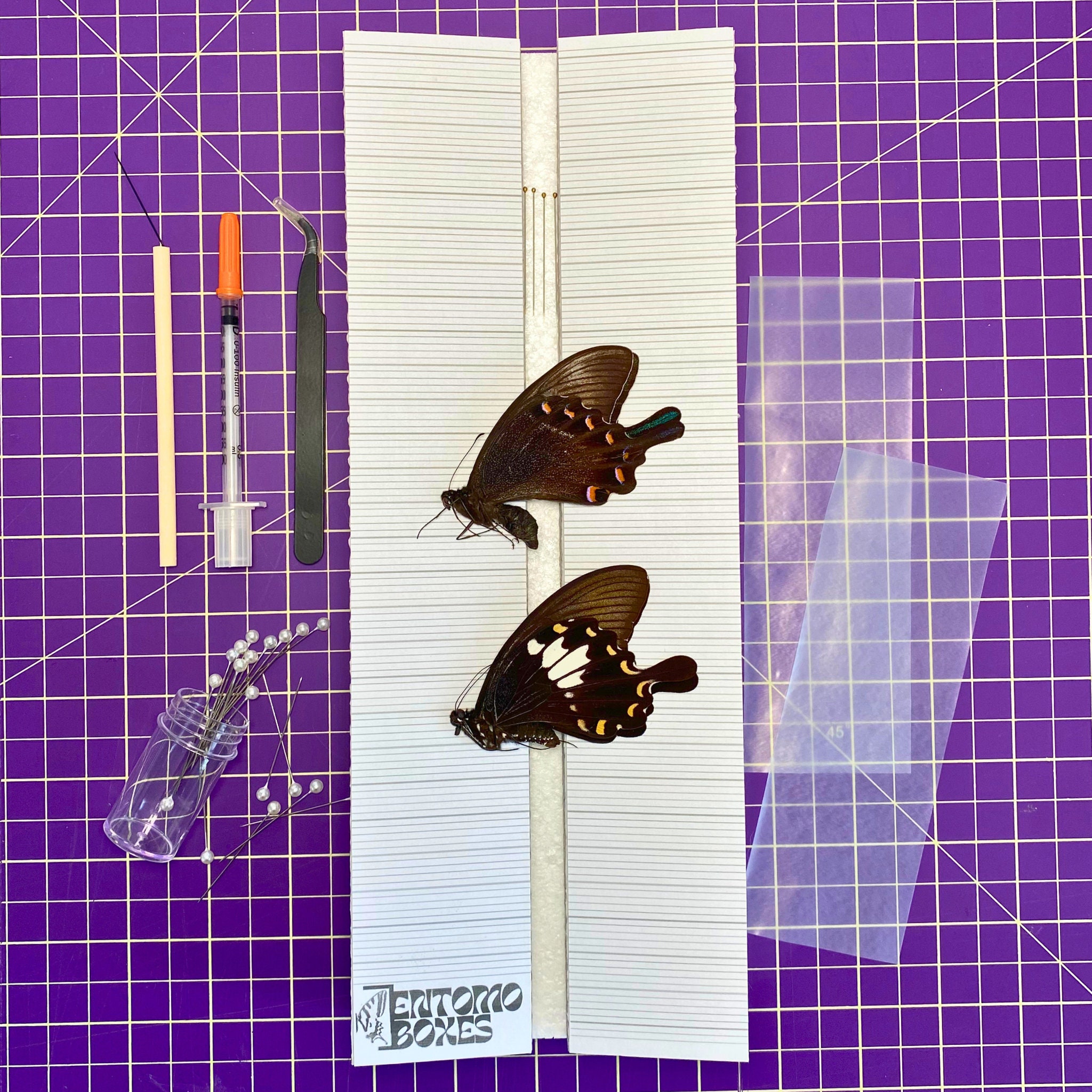Butterfly collection MINI starting kit with complete guide entomology collection taxidermy