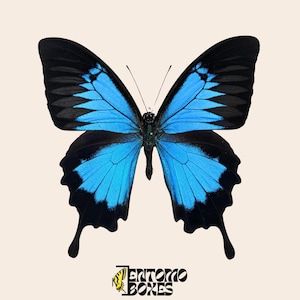 Entomología taxidermia de mariposas tropicales Papilio ulysses azules reales