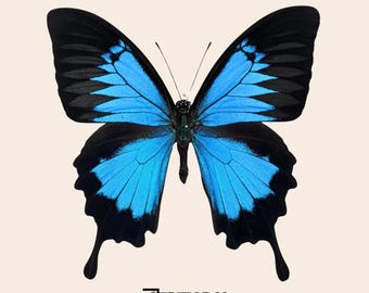 Papilio ulysses blu reale, farfalla tropicale tassidermia entomologia