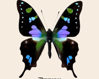 Pinned Graphium weiskei Purple Spotted Swallowtail real Butterfly Specimen for taxidermy collection