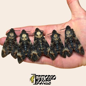 Real Death's Head Hawkmoth: Papered unmounted Acherontia Atropos Specimen moth for Taxidermy & Art