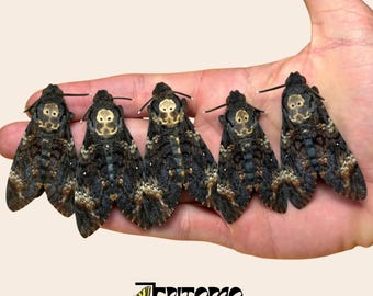 Echte doodskopvlinder: op papier gedemonteerde Acherontia Atropos-exemplaarmot voor taxidermie en kunst
