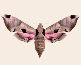 Vastgezette echte Eumorpha achemon hawkmot: Pink Achemon Sphinx Specimen for taxidermy collection