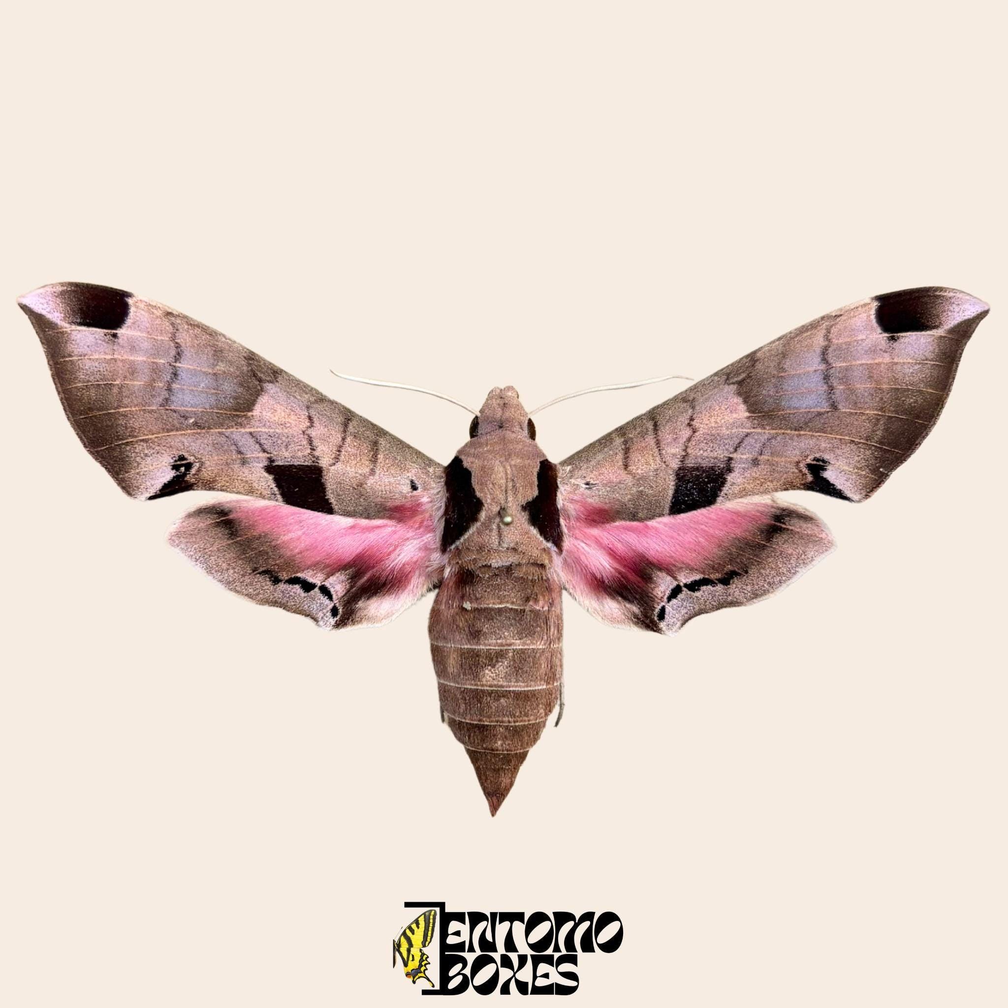 Eumorpha - Etsy 日本