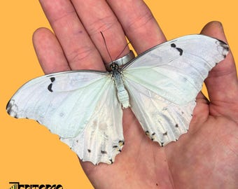 The White Morpho real butterfly from South America insect for collection not pinned