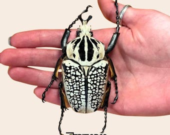 Echte Goliathus Meleagris de tropische Goliath-bloemkever uit Afrika