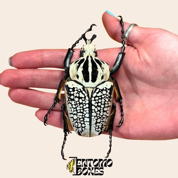 Real Goliathus Meleagris the Goliath Tropical Flower Beetle From