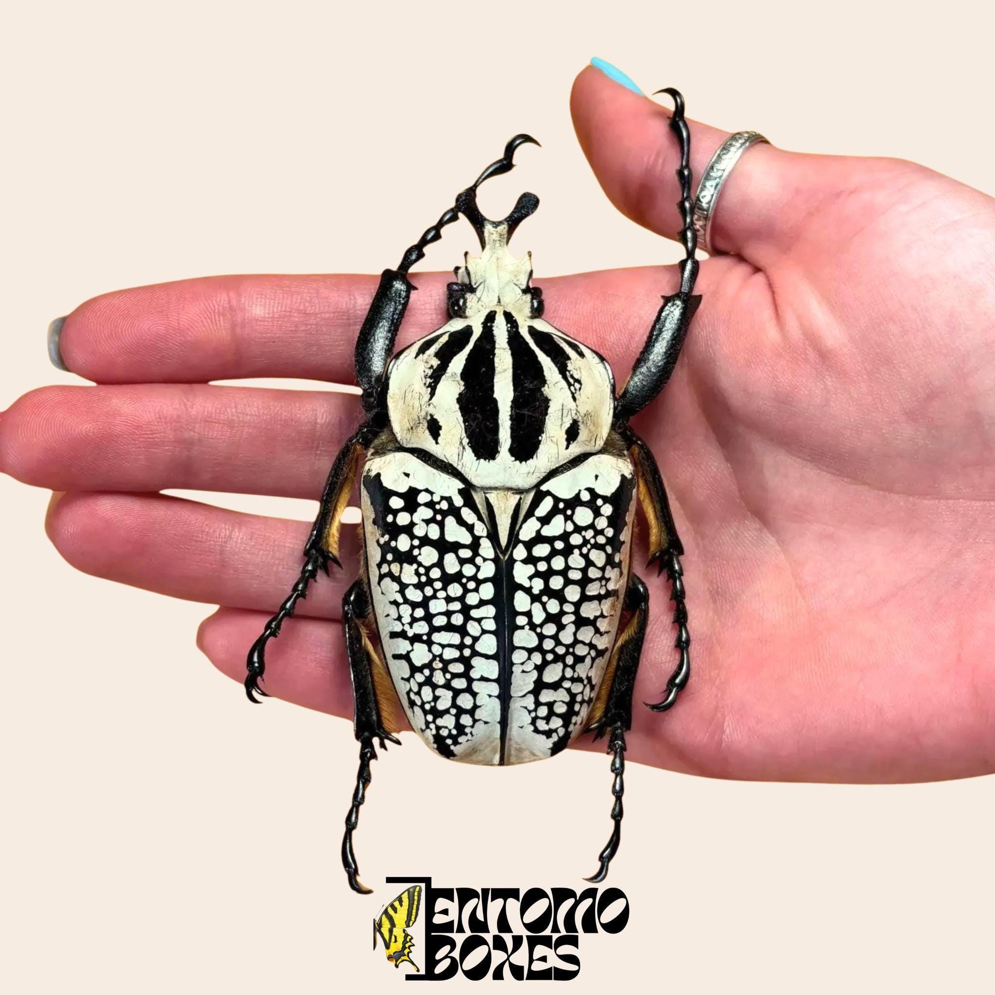 Real Goliathus Meleagris the Goliath Tropical Flower Beetle From