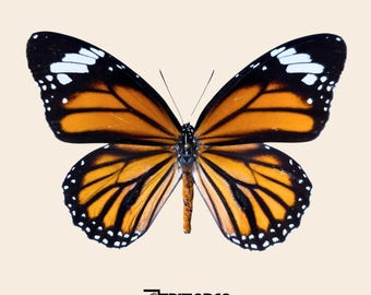 Real Butterfly Danaus genutia - Pinned or Unmounted for Entomology Taxidermy