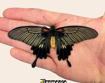 Vera farfalla Papilio lowi: esemplare colorato di qualità A1 non montato, ideale per collezione e tassidermia.