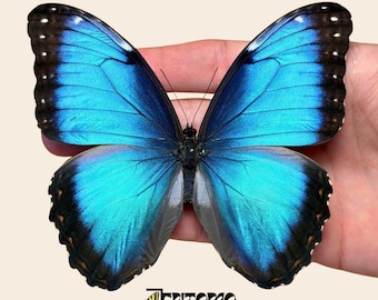 Esemplare vero di farfalla Morpho helenor blu, imbalsamata e montata su supporto, ideale per la decorazione domestica.