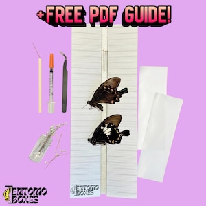 Kit de inicio de colección de mariposas MINI con guía completa, colección de entomología, taxidermia, insectos, bichos.