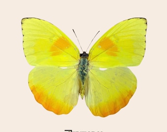 Real Butterfly Orange-barred Sulphur (Phoebis philea) - Pinned