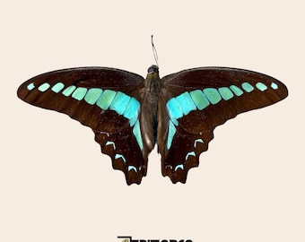 Real butterfly Graphium sarpedon: unmounted A1 quality colorful specimen for collection and taxidermy