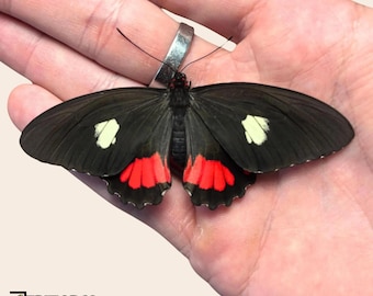 Vera farfalla Parides cattlehearts, esemplare tropicale per entomologia, tassidermia e collezione