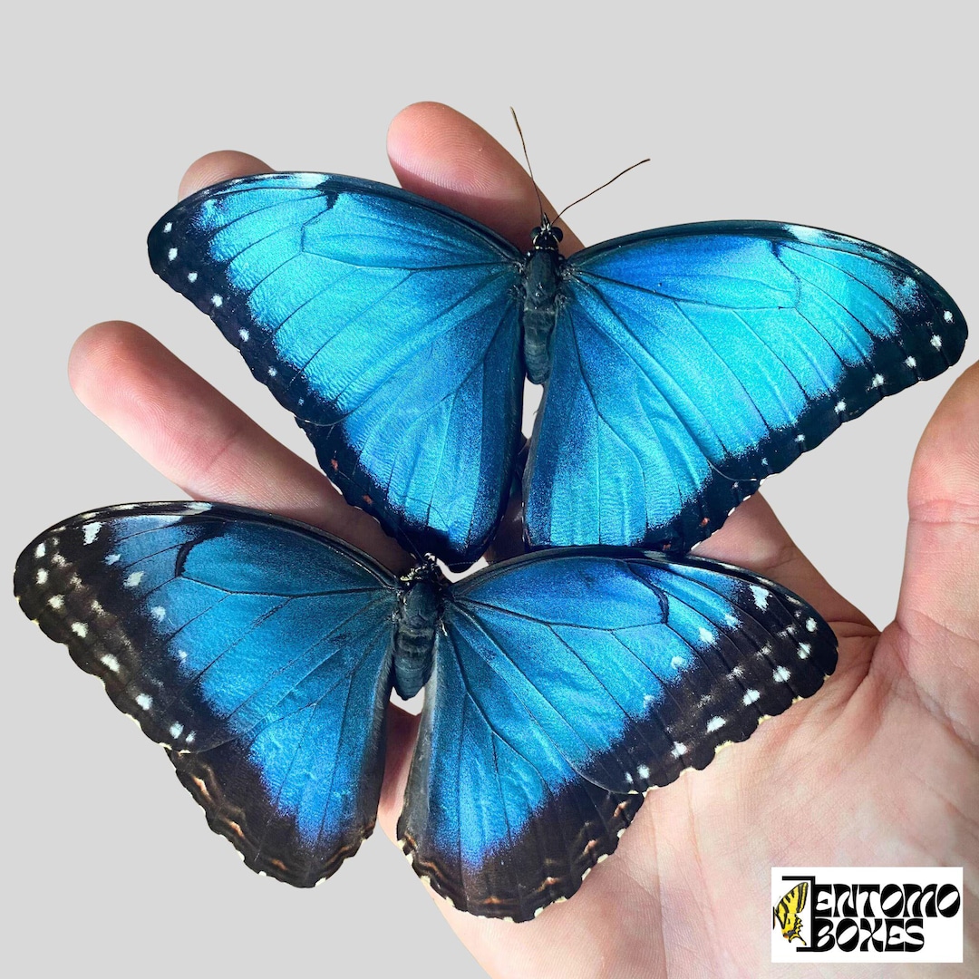 The Blue Morpho Real Butterfly From South America Insect for