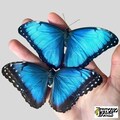 The Blue Morpho real butterfly from South America insect for preparation not pinned product logo