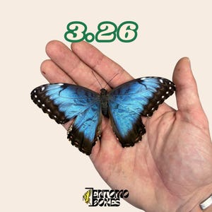 Könnte beinhalten: Ein leuchtend blauer Schmetterling mit schwarzen Rändern und weißen Punkten wird auf einer offenen Hand präsentiert. Die Flügel des Schmetterlings sind ausgebreitet und zeigen seine komplizierten Muster. Der Text "3.26" befindet sich über dem Schmetterling, und das Logo "ENTOMO BOXES" ist unten.
