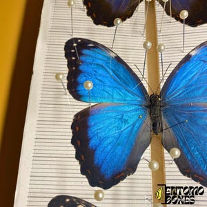 Mariposa Pinning Polillas de aluminio Insectos Entomología Taxidermia