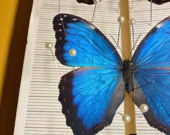 Boterachtige foliemotten insecten Entomologie Taxidermie