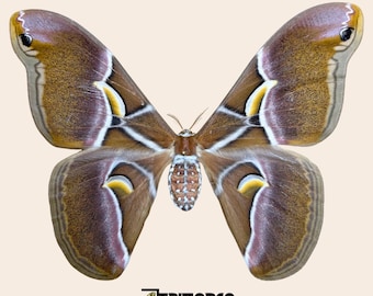 RARE Samia Canningi Specimen: Wild Silk Moth - Pinned or Unmounted Saturniid for Art and Entomology